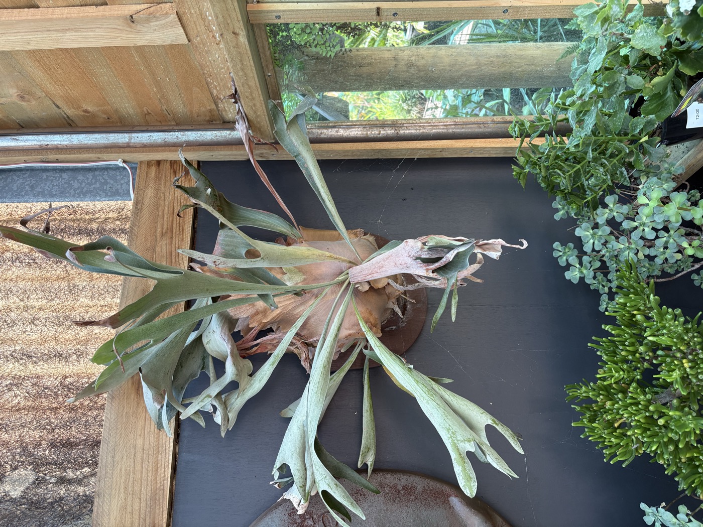 A large and striking staghorn fern displayed on a rustic cast iron disc