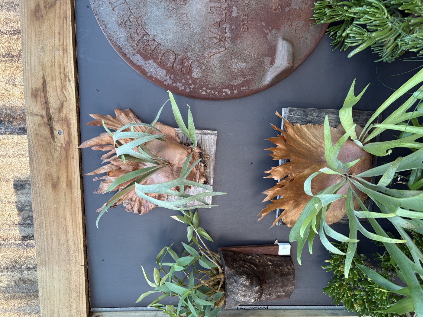 Staghorn ferns and succulents mounted on rustic wood display tables