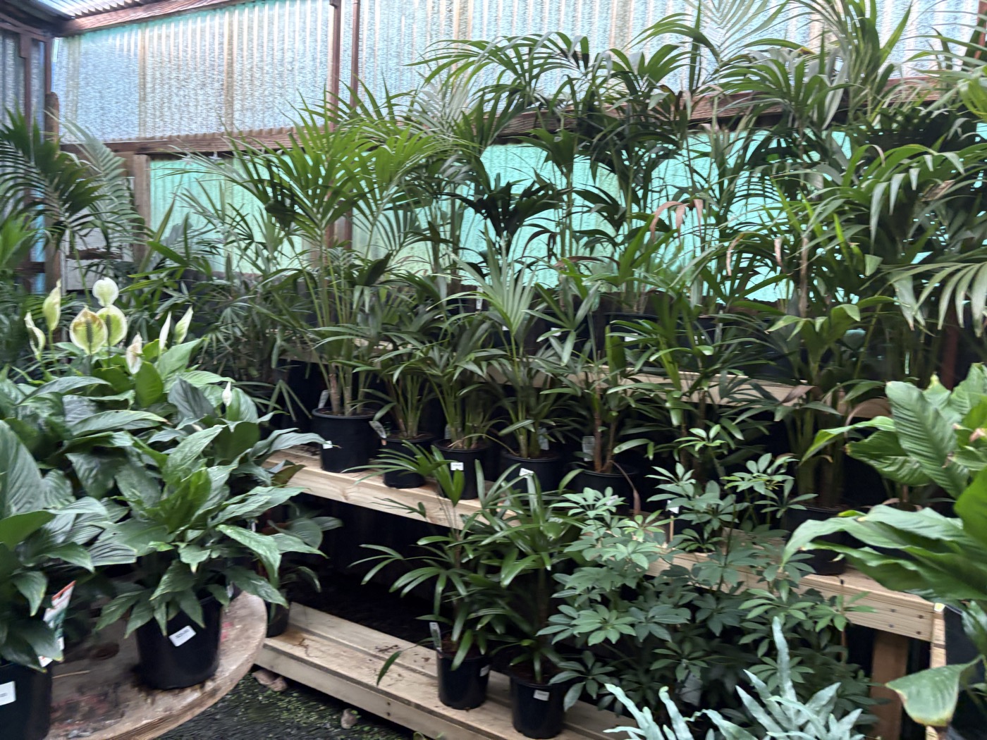 Lush palms and tropical indoor plants on wooden shelving inside the greenhouse