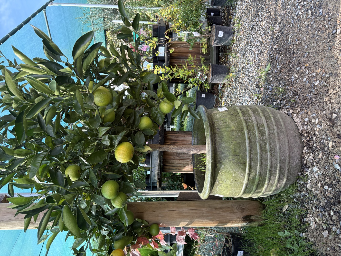 Beautiful citrus lemon tree in stone pot