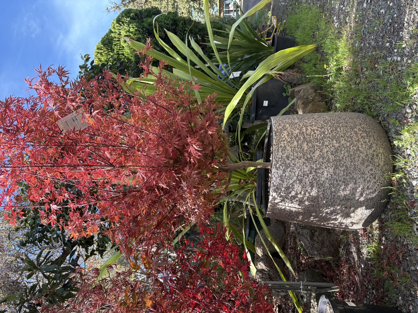 Japanese maple and garden display