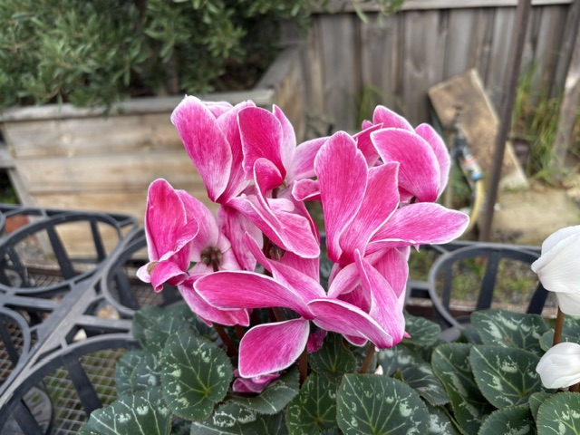 Plants and displays at Presti Nursery