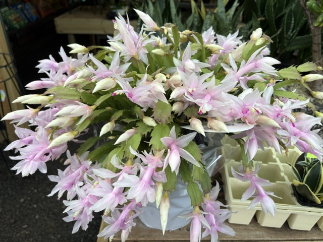 Plants and displays at Presti Nursery