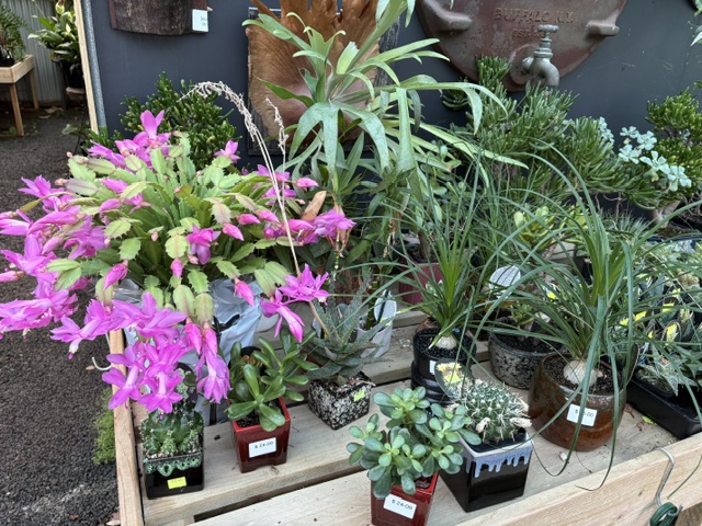 Plants and displays at Presti Nursery