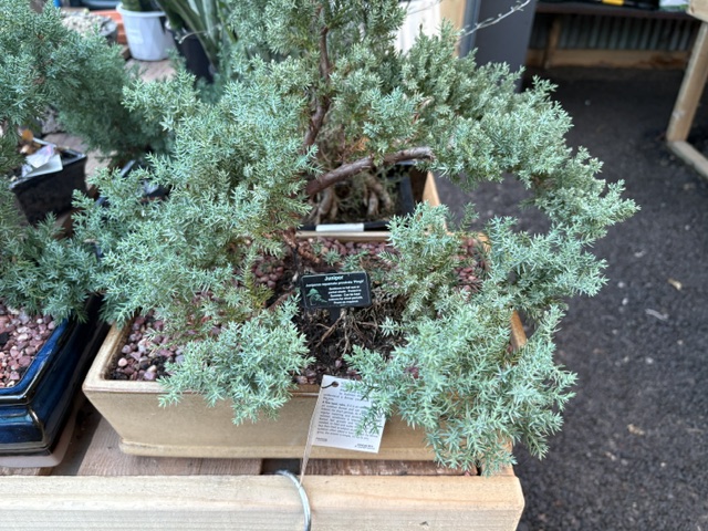 Plants and displays at Presti Nursery