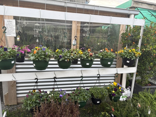 Plants and displays at Presti Nursery
