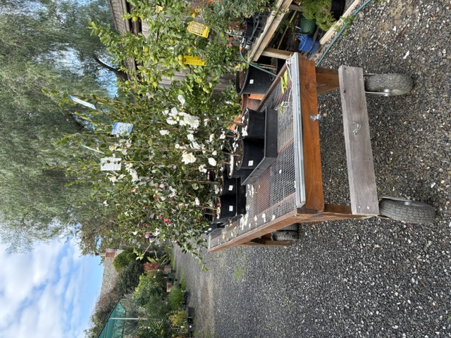 Plants and displays at Presti Nursery