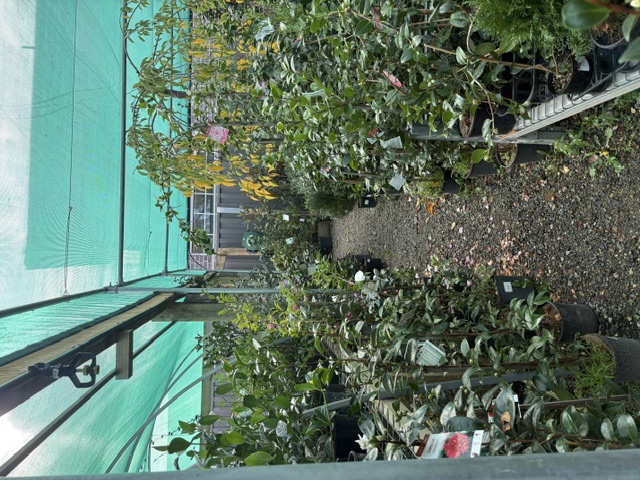 Plants and displays at Presti Nursery