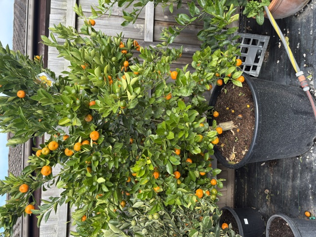 Plants and displays at Presti Nursery