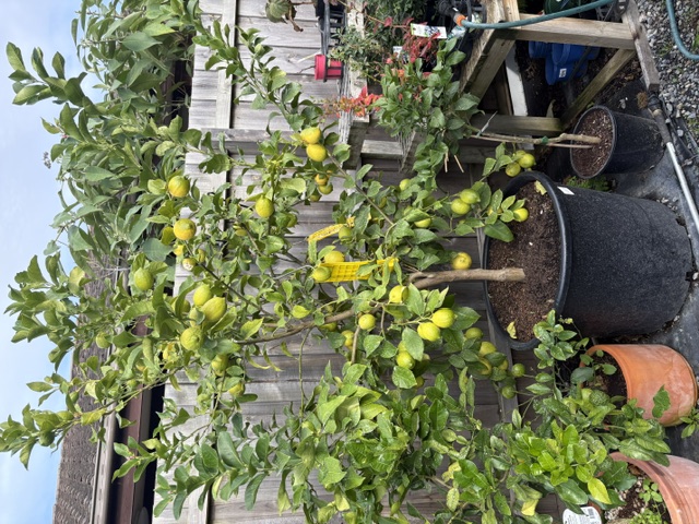 Plants and displays at Presti Nursery