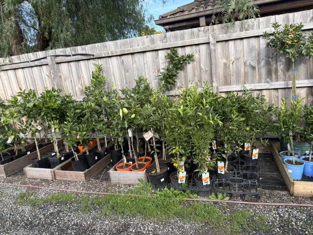 Plants and displays at Presti Nursery