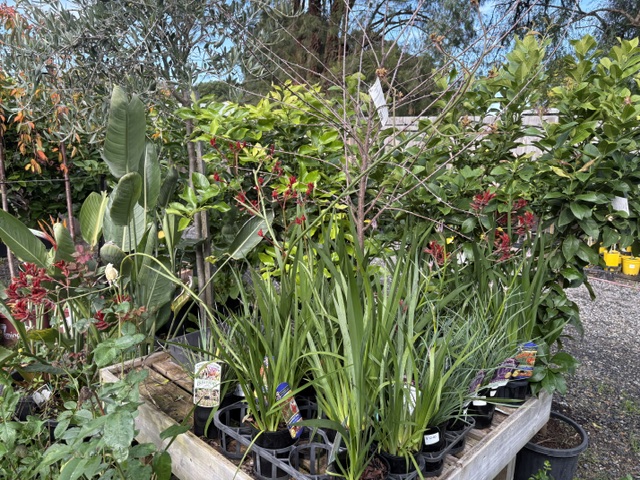 Plants and displays at Presti Nursery