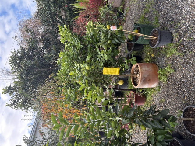 Plants and displays at Presti Nursery