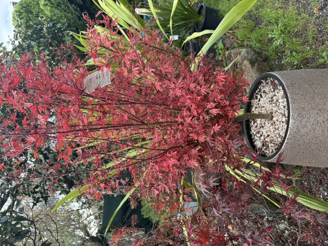 Plants and displays at Presti Nursery