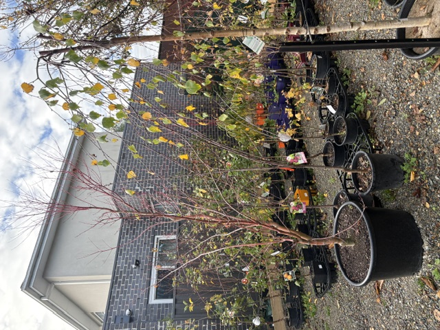 Plants and displays at Presti Nursery