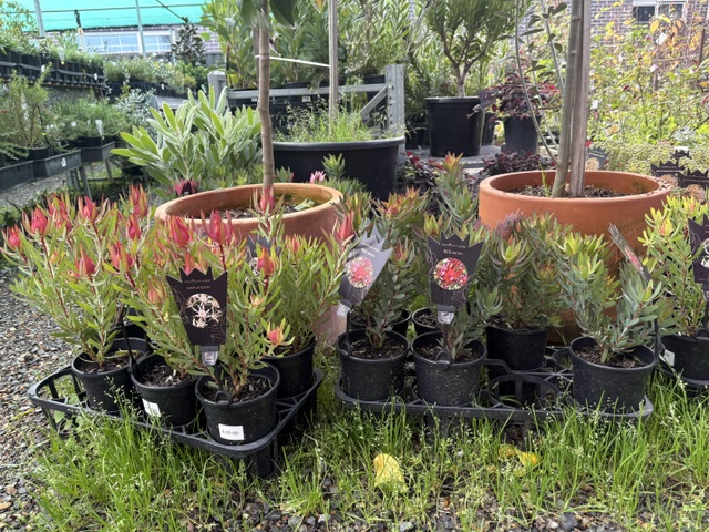 Plants and displays at Presti Nursery