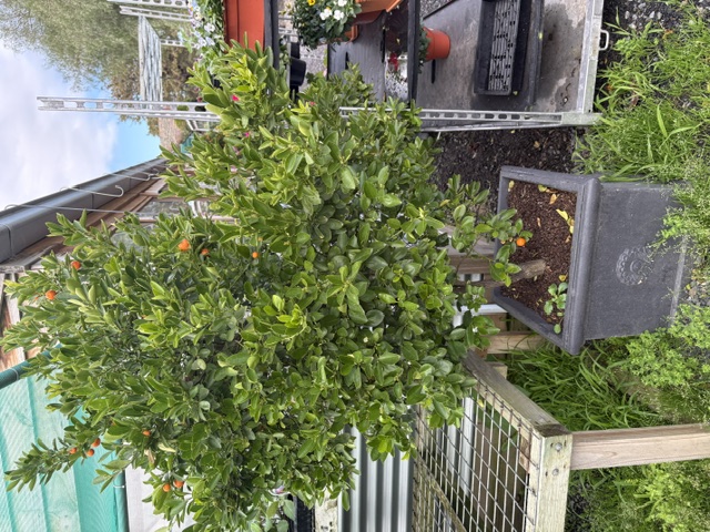 Plants and displays at Presti Nursery