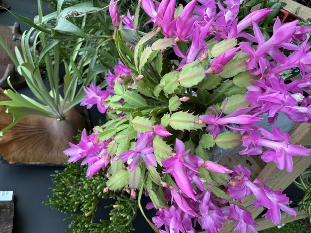 Magenta Christmas Cactus large