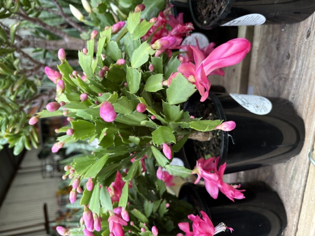Deep pink Christmas Cactus budding