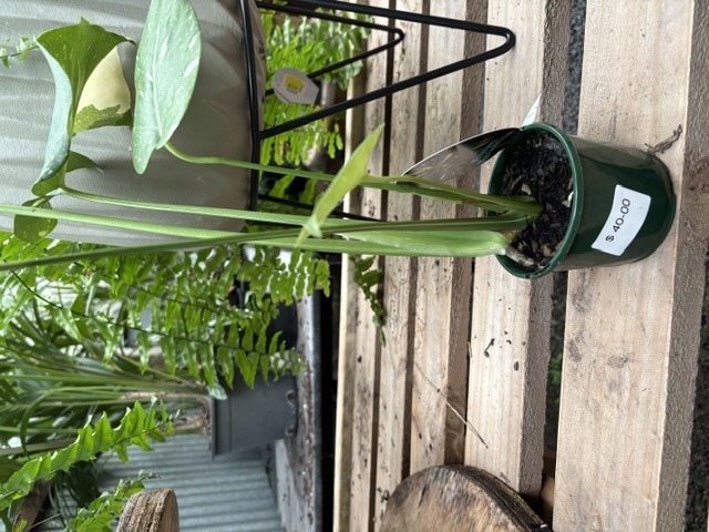 Monstera tall single stem in green pot