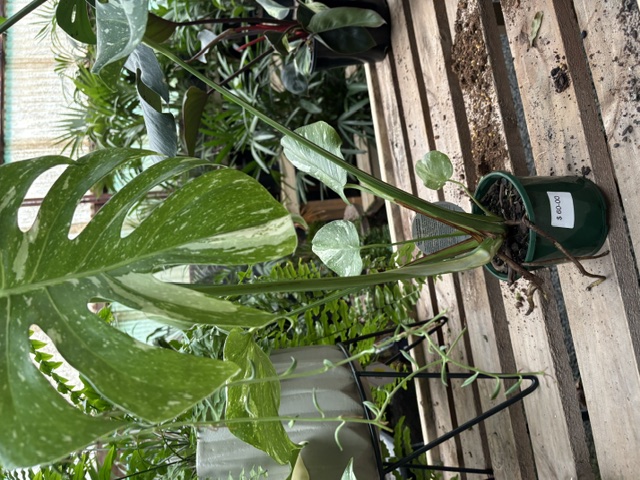 Large Monstera with big split leaves