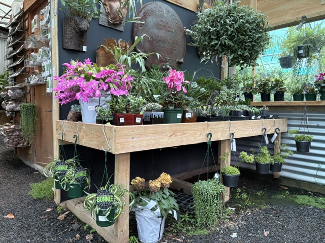 Presti Nursery display table with Christmas cactus and succulents