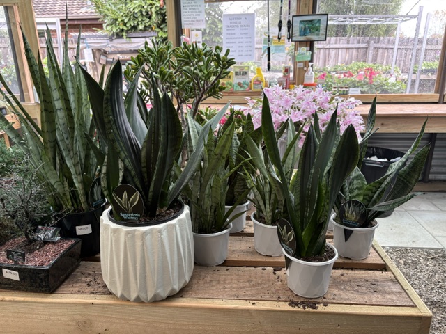 Large Snake Plant in decorative white ceramic pot