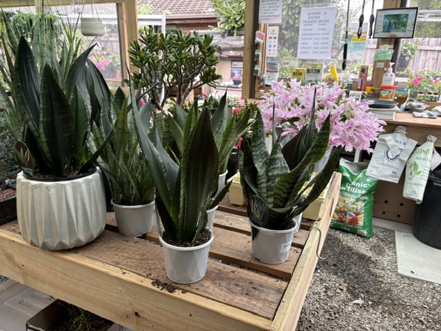Medium Snake Plant in plain white pot