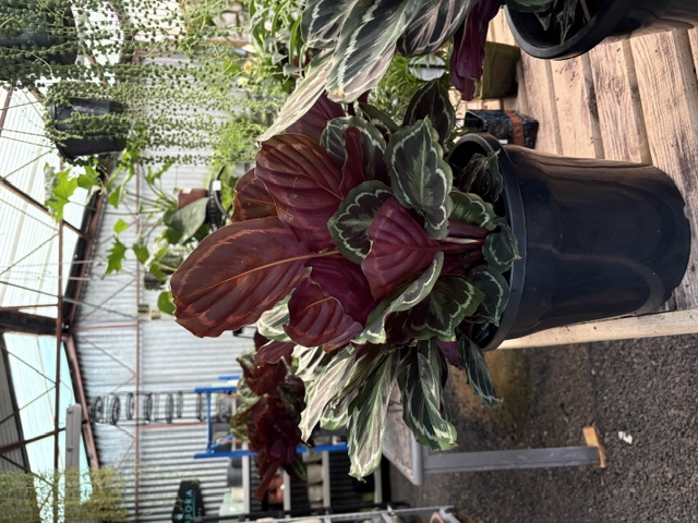 Large Calathea dark red and white foliage