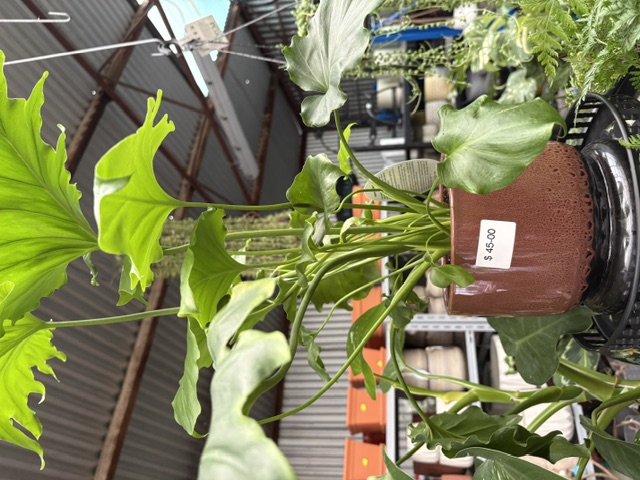 Staghorn Fern in large hanging basket