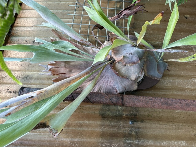 Staghorn Fern mounted on wooden board medium