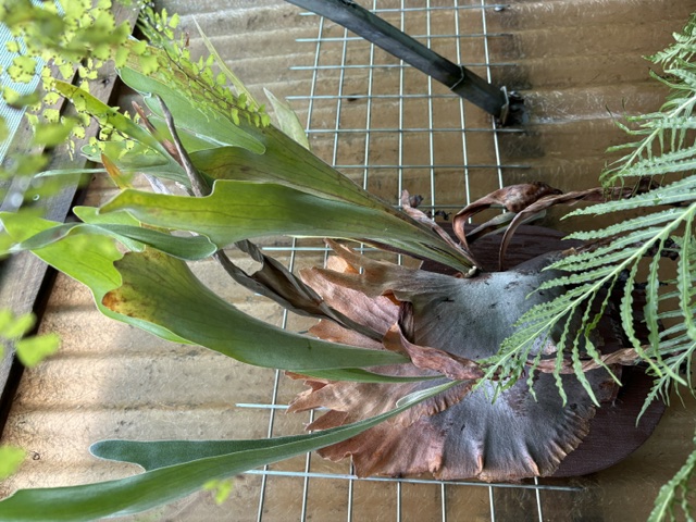 Large Staghorn Fern mounted on wooden board