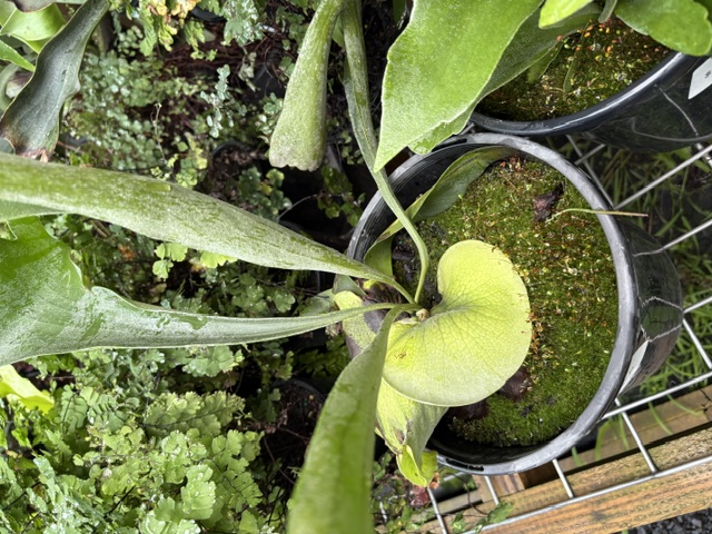 Baby Staghorn Elkhorn fern pup in round moss pot